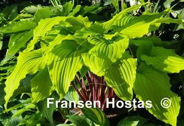 Hosta Valley's Lemon Limbo